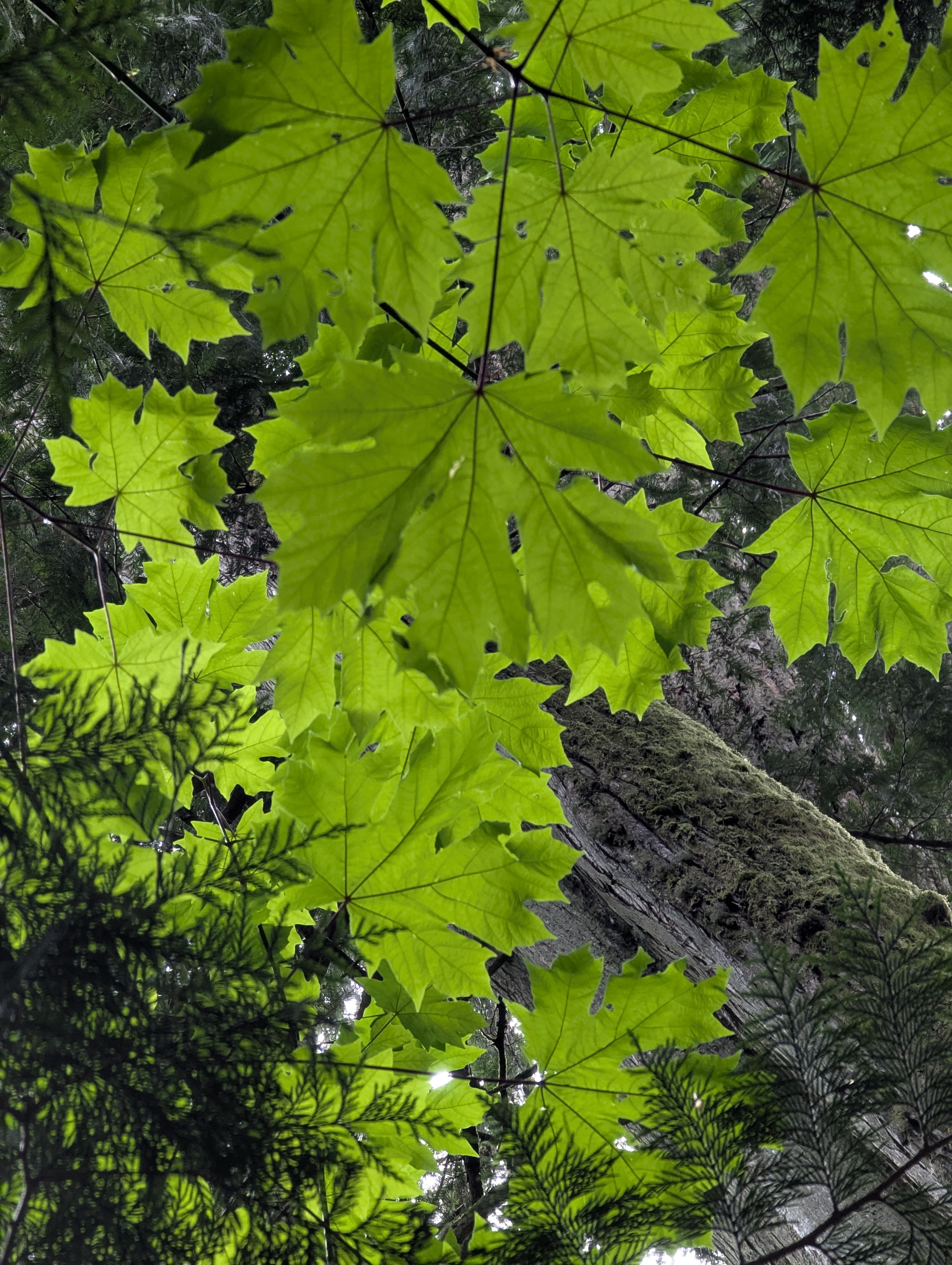 Birthday Trip to Canada, Cathedral Grove, Vancouver Island